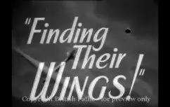 Finding their wings